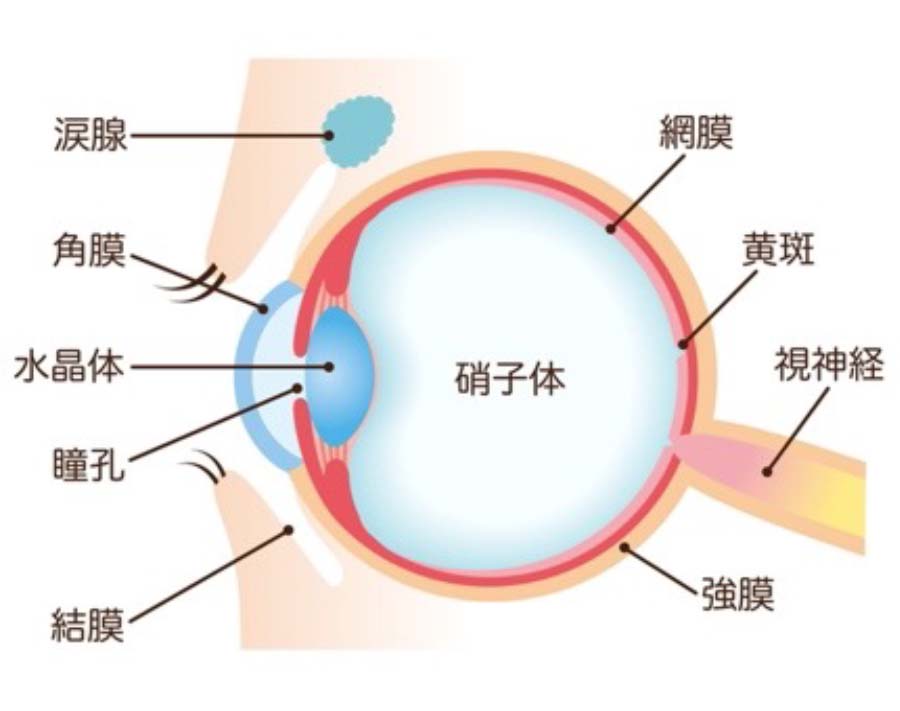 屈折異常（近視・遠視・乱視）｜茨城県水戸市の小沢眼科内科病院