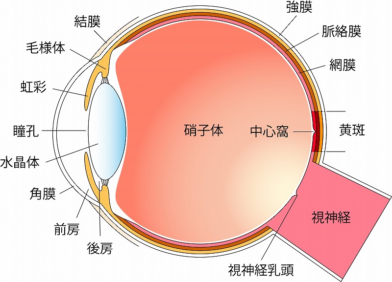 図1 眼球の構造