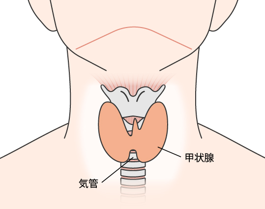 甲状腺とは